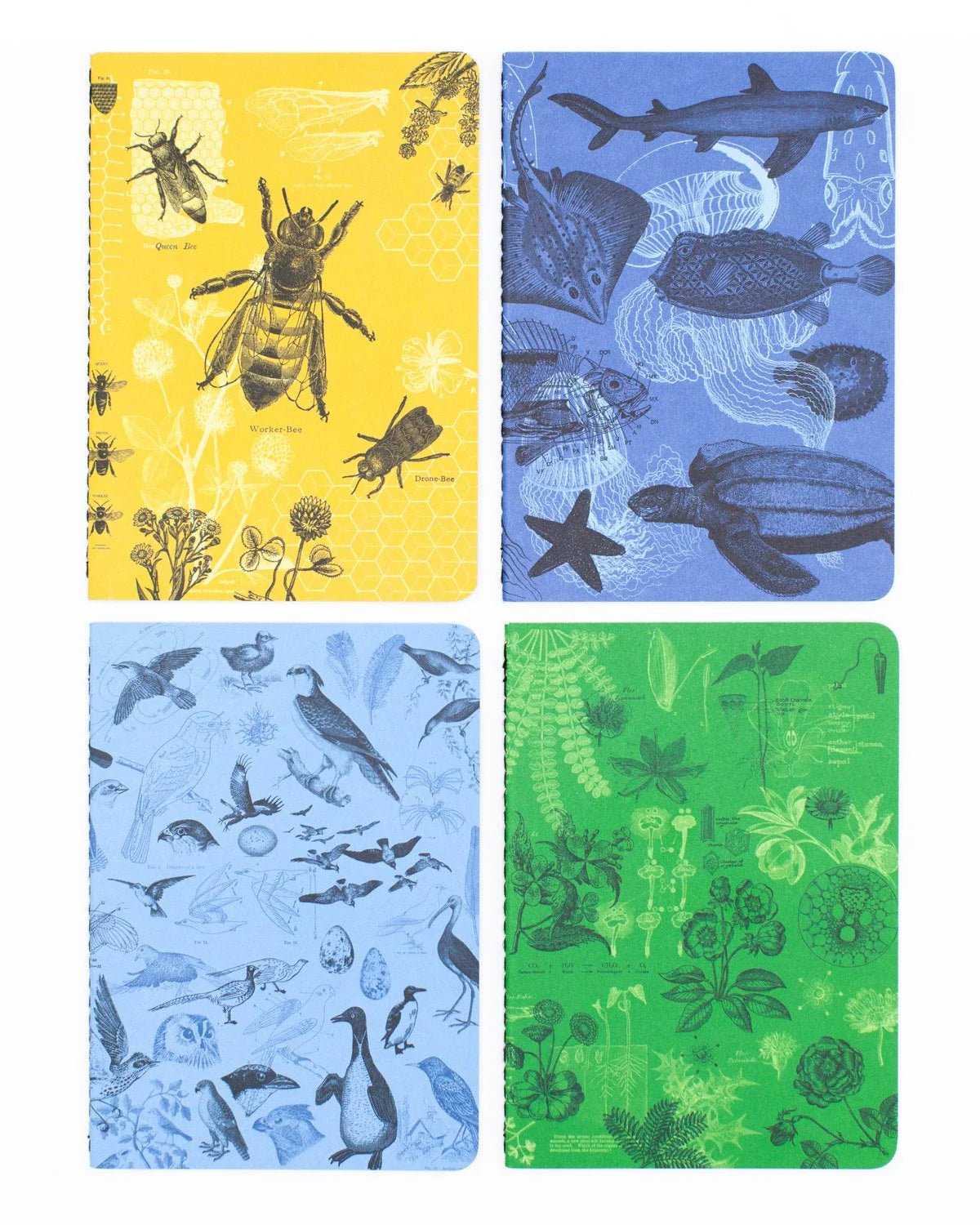 Cognitive Surplus: Life Science Pocket Notebook 4-pack